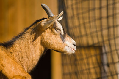 Close-up of a lizard on a zoo