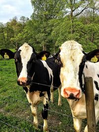 Portrait of cows by fence on field