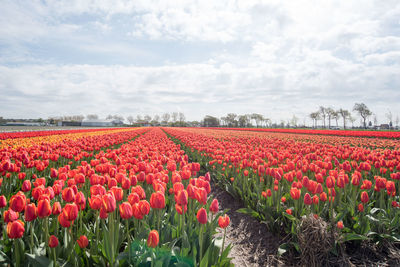 Red tulips growing on field against sky