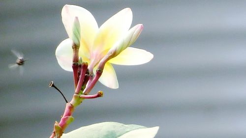 Close-up of flower against blurred background