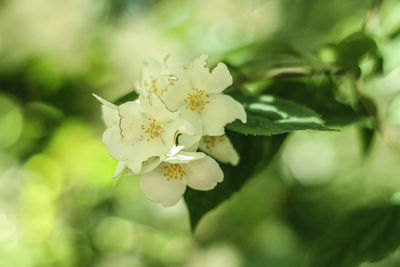 Close-up of blooming tree