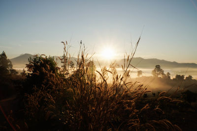 Plants growing on land against sky during sunset