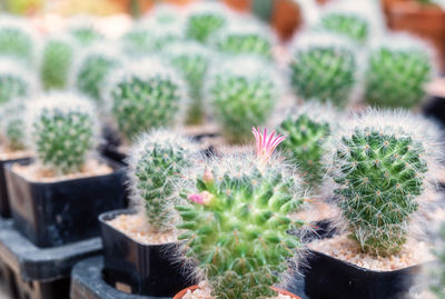 Close-up of cactus growing in potted plant