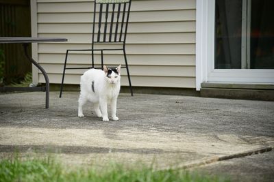 White dog looking through window of building