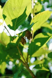 Close-up of butterfly on leaf