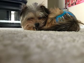 Close-up portrait of dog at home