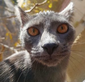 Close-up portrait of a cat