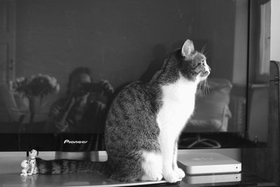 Cat in kitchen