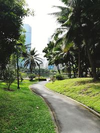 View of palm trees in lawn