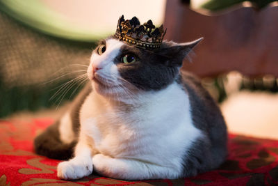 Close-up of cat wearing crown while sitting at home