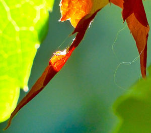 Close-up of leaves