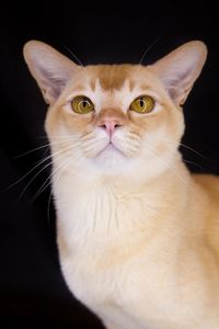 Portrait of cat sitting against black background