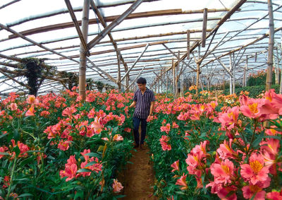 Man standing by flowering plants in greenhouse