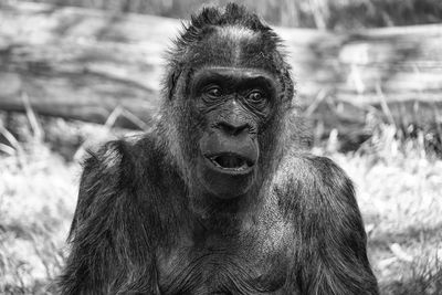 Gorilla sitting at zoo