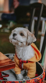 Puppy hoodie