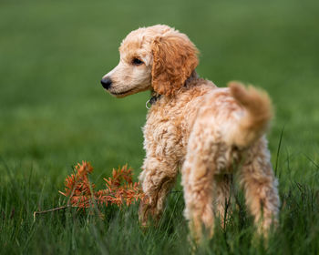 Dog looking away on field