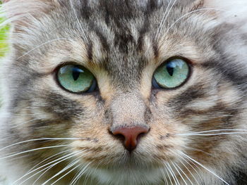 Close-up portrait of cat