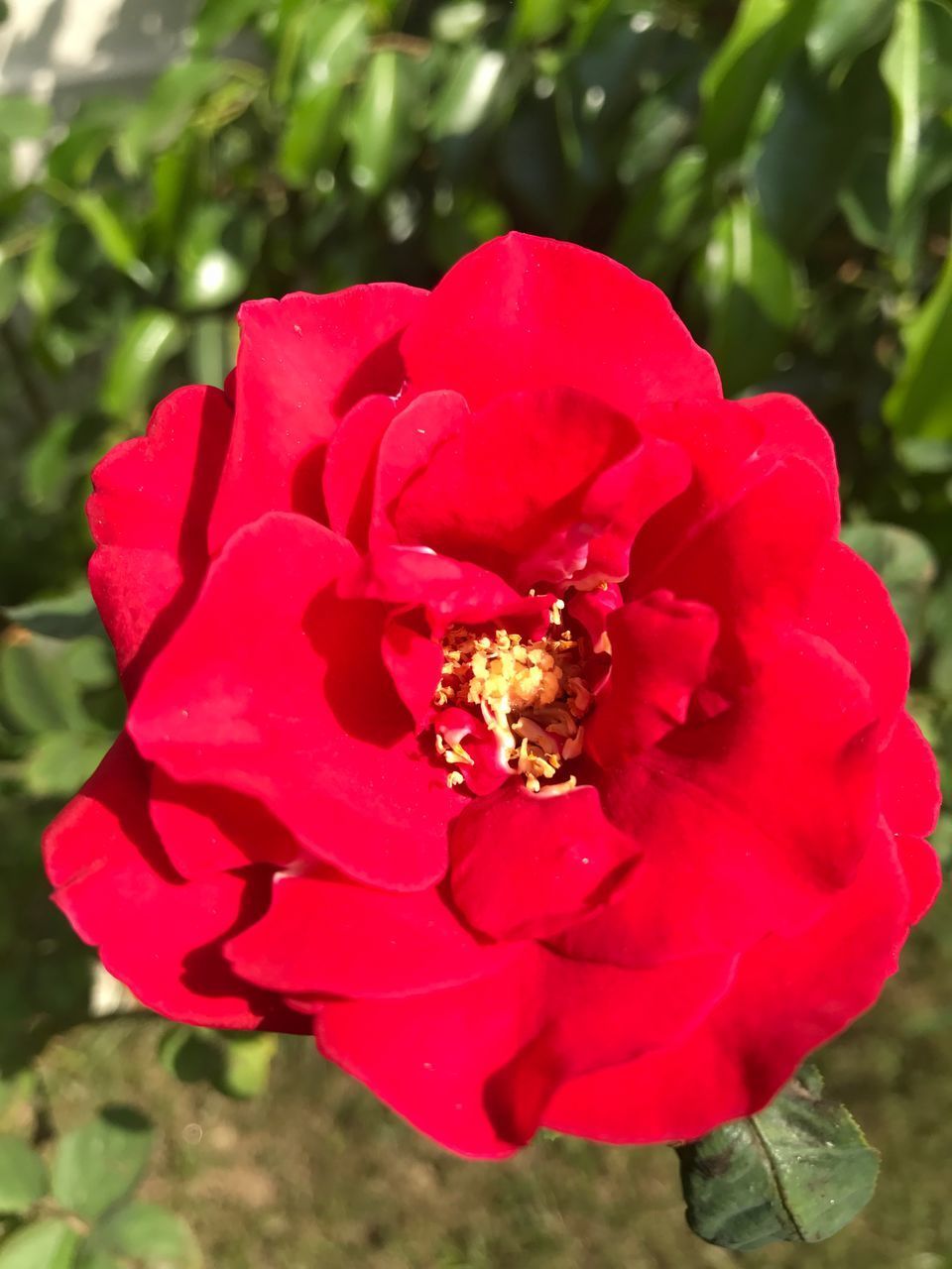 CLOSE UP OF RED ROSE FLOWER