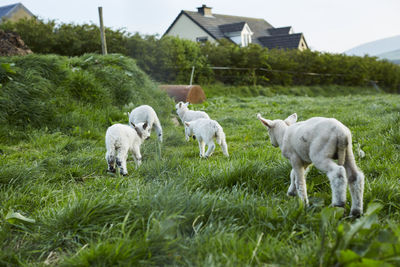 Sheep on field