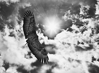 Low angle view of eagle flying in sky