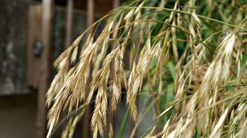 Close-up of plant against blurred background