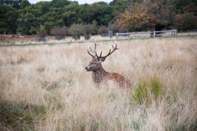 Stag on resting on grassy field