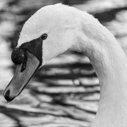 Close-up of swan