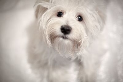 Close-up portrait of a white dog