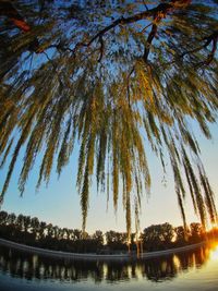 Low angle view of trees by lake against sky