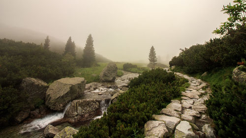 Scenic view of trees against sky