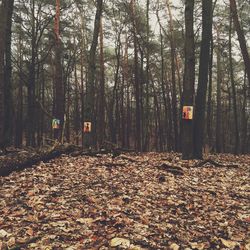 Trees in forest