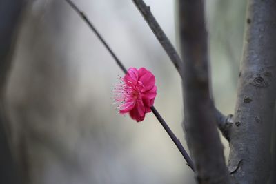 Close-up of pink flowers