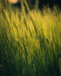 Close-up of wheat growing on field