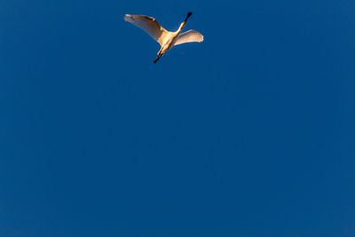 Low angle view of seagull flying in sky