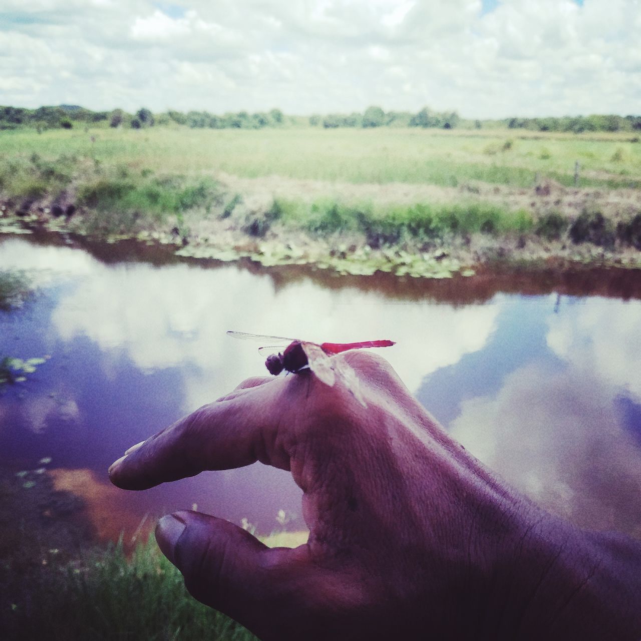 water, animal, nature, animal themes, hand, animal wildlife, one person, lake, one animal, plant, mammal, day, wildlife, cloud, sky, environment, outdoors, beauty in nature, reflection, landscape