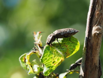 Close-up of insect on plant