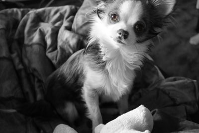 High angle portrait of chihuahua dog with brown eyes on bed at home