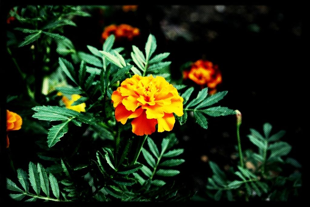 flower, petal, freshness, fragility, growth, flower head, beauty in nature, leaf, plant, blooming, nature, close-up, yellow, orange color, in bloom, focus on foreground, blossom, green color, park - man made space, stem