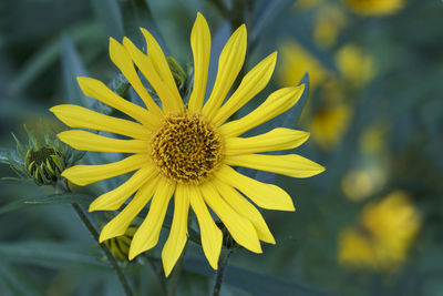 Close-up of yellow flower