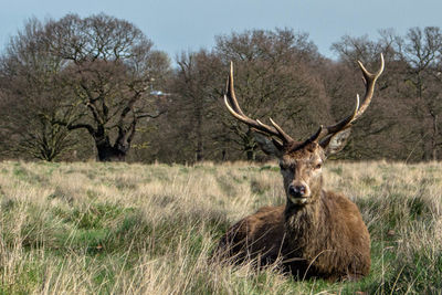 Deer in grass