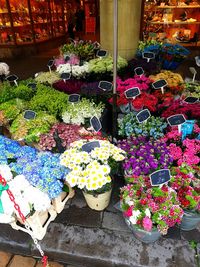 Potted plants at market stall