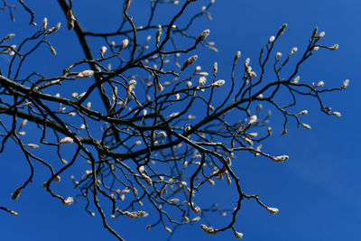 Low angle view of flower tree against clear sky