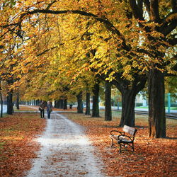 Footpath in park