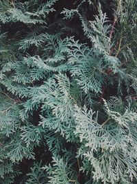 High angle view of pine tree during winter