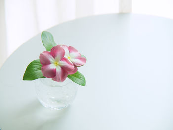 Close-up of pink rose on table