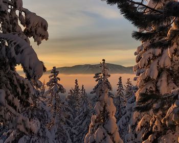 Snow covered pine trees in forest during sunset