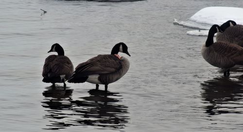 Ducks in a lake