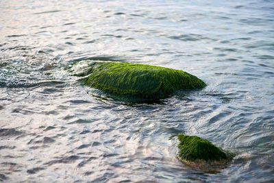 Sea green algae on stone in water. wet seaweed covered stone, blue sea water around. green seagrass