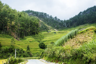 Road amidst trees on field against sky