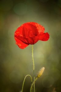 Close-up of red poppy blooming outdoors